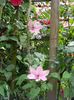 Hagley hybrid
