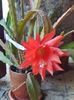 Epiphyllum rosu