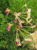 Pelargoniumtriste