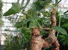 Pelargonium_cotyledonis1