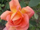 IMG-20190527-WA0012