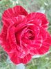 IMG-20190527-WA0021