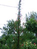 ipomea