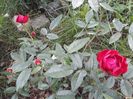 IMG-20190527-WA0029