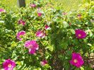 rosa rugosa Rubra