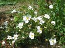spinosissima Altaica