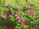 rosa rugosa Rubra