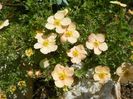 potentilla Sunset