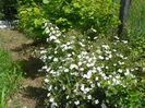 potentilla Abbotswood