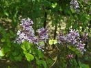 syringa Palibin