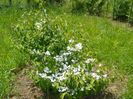 viburnum tomentosum
