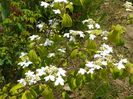 viburnum Kilimandjaro