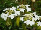 viburnum Kilimandjaro