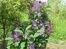 syringa Minuet