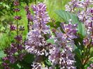 syringa Minuet