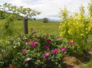 rosa rugosa Rubra