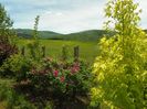 acer negundo Kelly's Gold