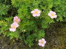 potentilla Lovely Pink