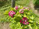 crataegus Paul's Scarlet