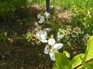 chaenomeles Nivalis