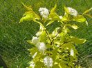 cornus aurea