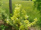 cornus aurea