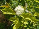 cornus aurea
