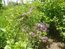 syringa Palibin