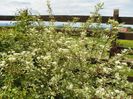 cornus sericea Variegata