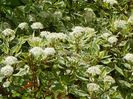 cornus sericea Variegata