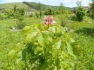 aesculus carnea Briotii