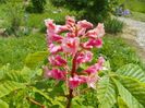 aesculus carnea Briotii