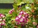 crataegus laevigata Punicea