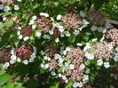 viburnum sargentii Onondaga