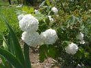viburnum opulus Roseum