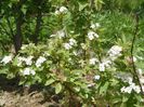 spiraea vanhouttei Pink Ice
