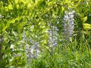 wisteria