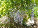 wisteria