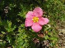 potentilla Pink Beauty