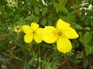 potentilla Goldfinger
