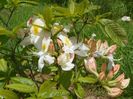 azalea Schneegold