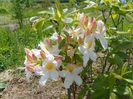 azalea Schneegold
