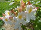 azalea Schneegold