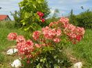 azalea Corneille si Juanita