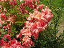 azalea Corneille