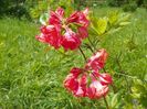 azalea Juanita