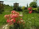 azalea Corneille si Juanita