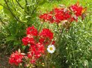 azalea Fireball