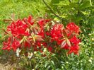 azalea Fireball