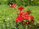 azalea Fireball